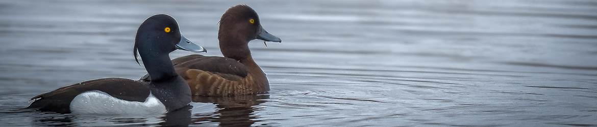 tukkasotka; Mika Räisänen