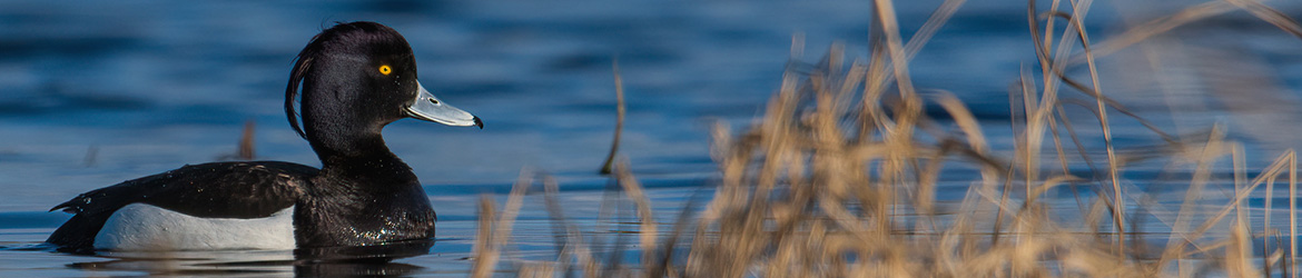 tukkasotka; Matti Hakkarainen