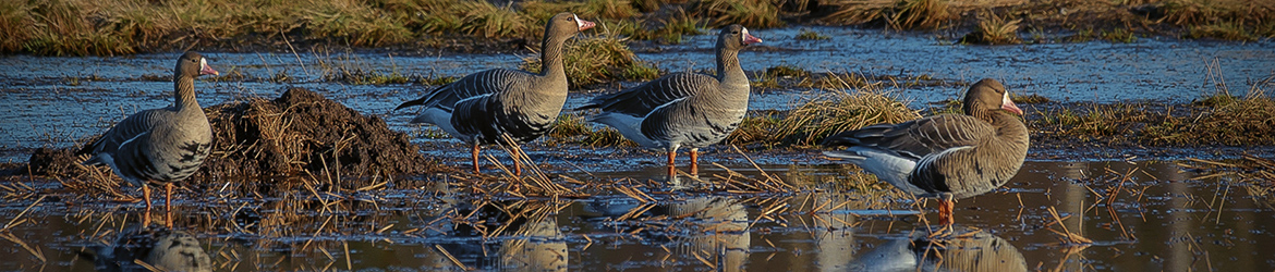 tundrahanhi; Ilkka Markkanen