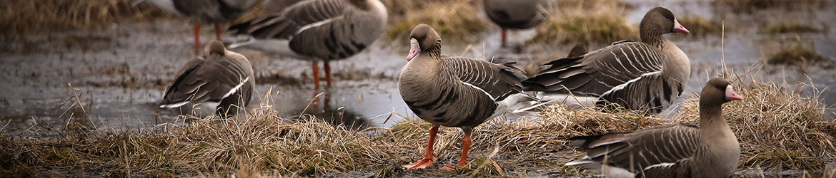 tundrahanhi; Jukka Tuovinen