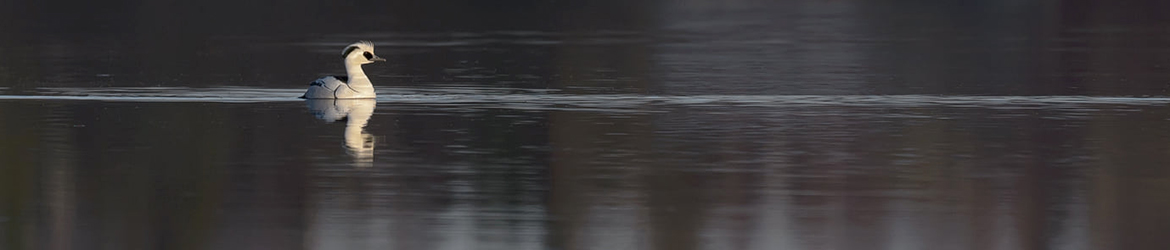 uivelo; Ilkka Markkanen