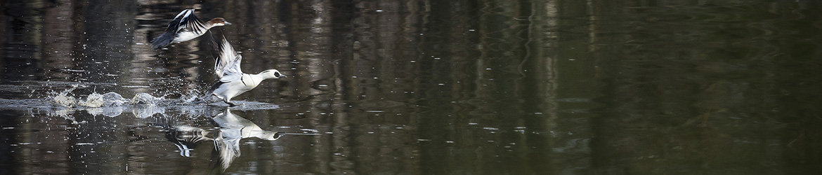 uivelo; Tero Pelkonen