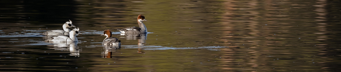 uivelo; Ilkka Markkanen