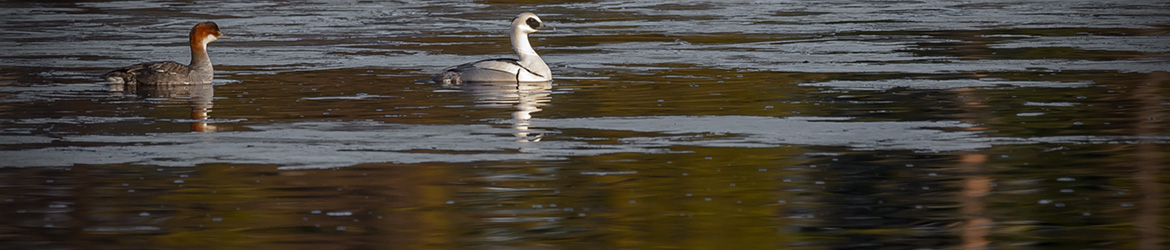 uivelo; Ilkka Markkanen