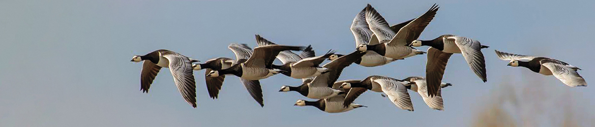 valkoposkihanhi; Ilkka Markkanen