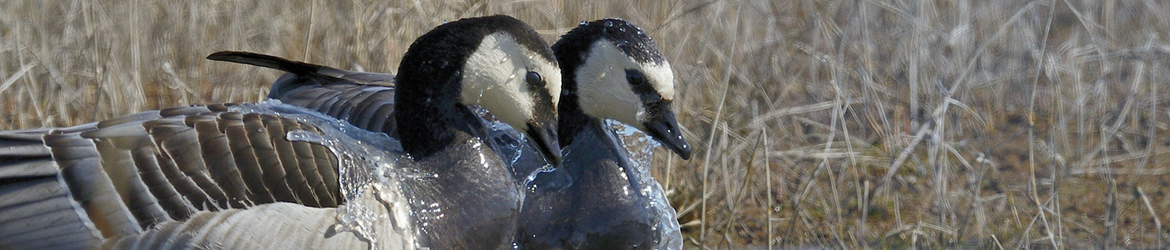 valkoposkihanhi; Matti Hakkarainen