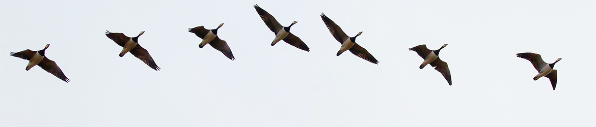 valkoposkihanhi; Petteri Ovaskainen