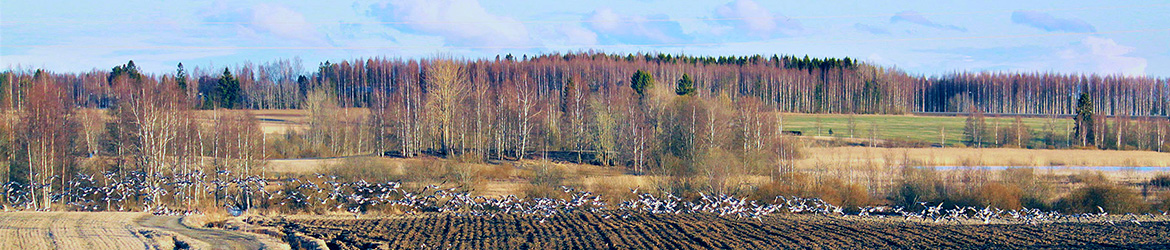 valkoposkihanhi; Kaarina Heiskanen