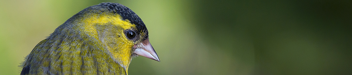vihervarpunen; Tero Pelkonen