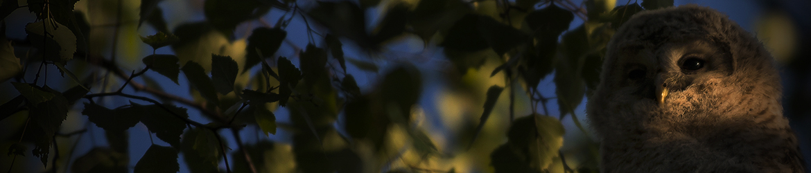 viirupöllö; Tero Pelkonen