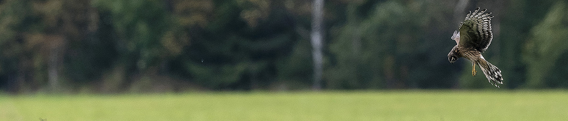 sinisuohaukka; Tero Pelkonen